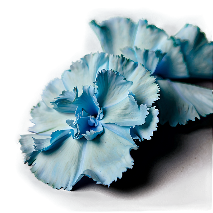 Carnation Petals Close-up Png Asx