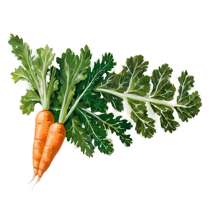 Carrot Leaf Png 60