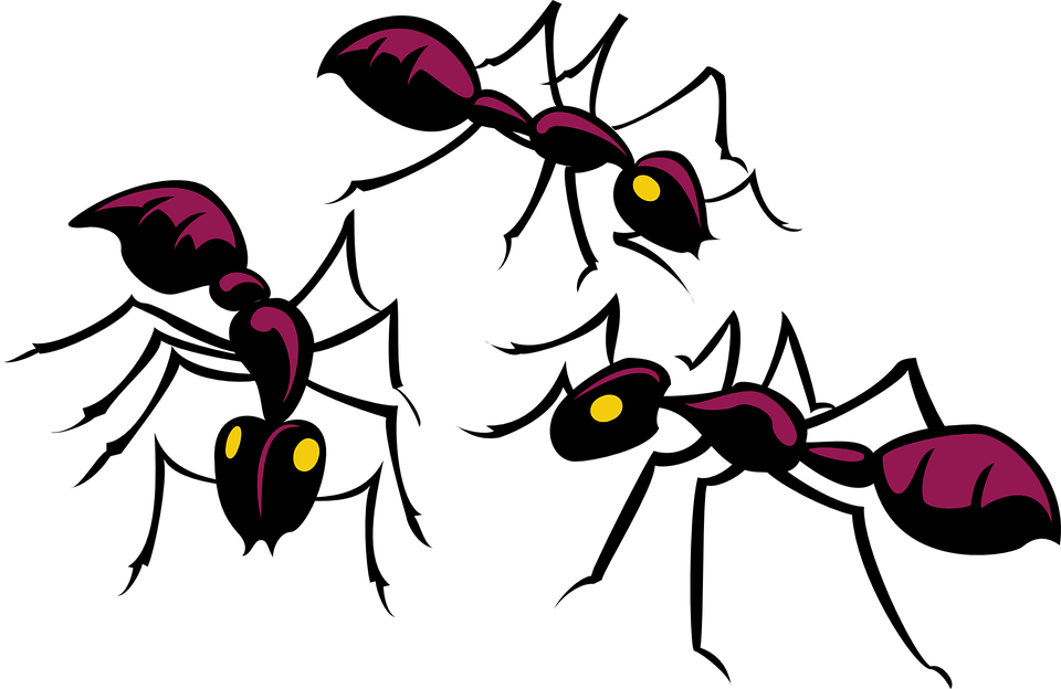 Ants Clipart, HD Png Download PNG with transparent background
