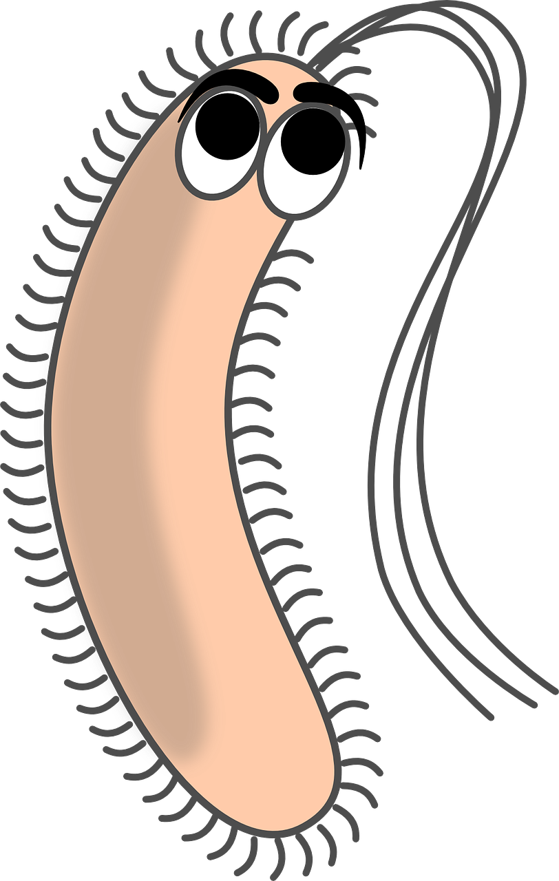 Bacteria Filaments Germ Free Photo - Bacteria Clipart, HD Png Download PNG with transparent background