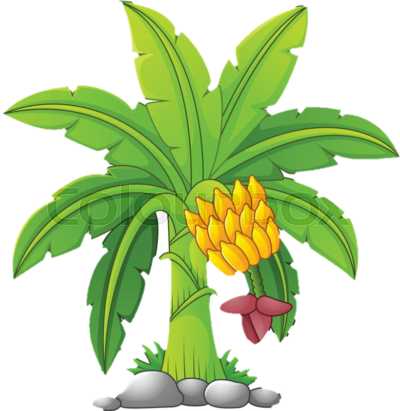 Cartoon Banana Tree With Fruit Cluster