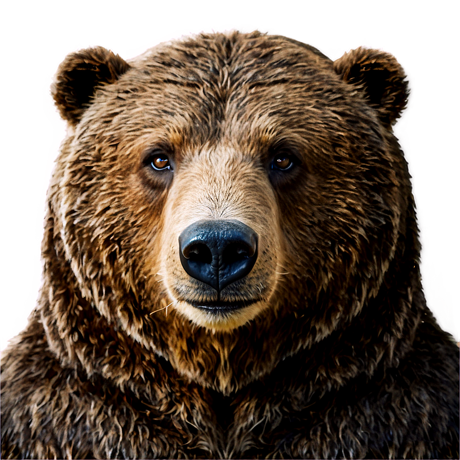 Cartoon Bear Png 05032024