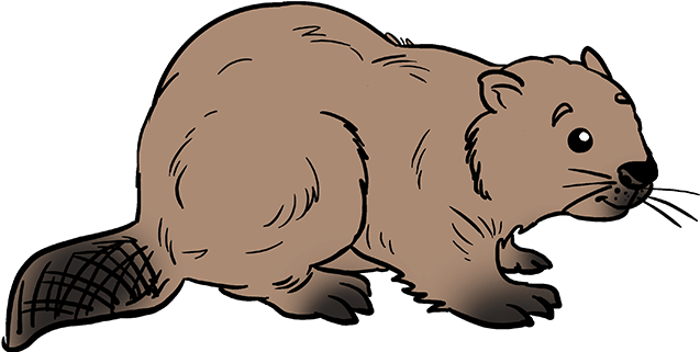 How To Draw Beaver - Beaver Drawing Steps PNG with transparent background