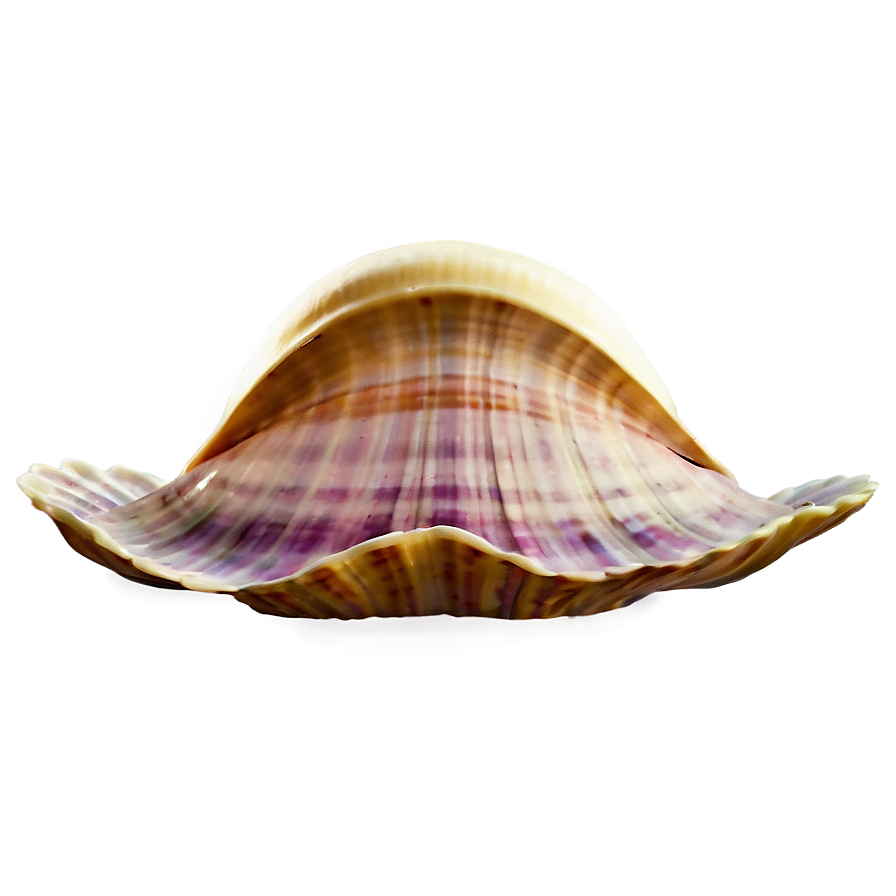 Cartoon Clam PNG 05242024 PNG with transparent background