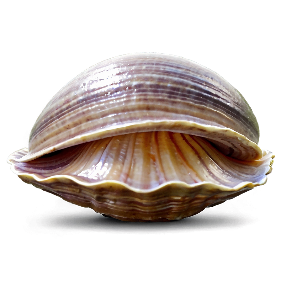 Cartoon Clam PNG nxm16 PNG with transparent background