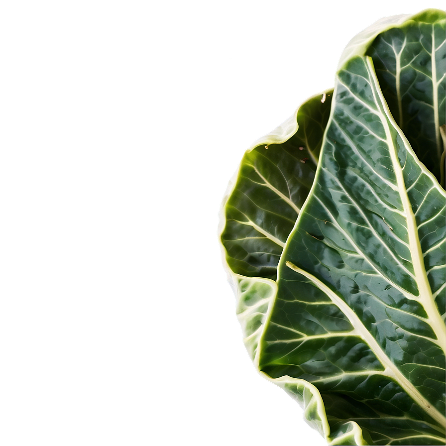 Cartoon Collard Greens Png 06252024