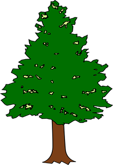 Cartoon Evergreen Tree PNG with transparent background
