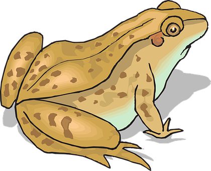 Cartoon Frog Illustration PNG with transparent background
