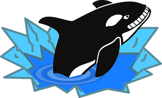 Cartoon Orca Breaking Ice PNG with transparent background
