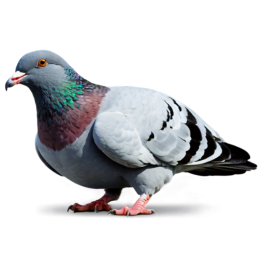 Cartoon Pigeon Png 05242024