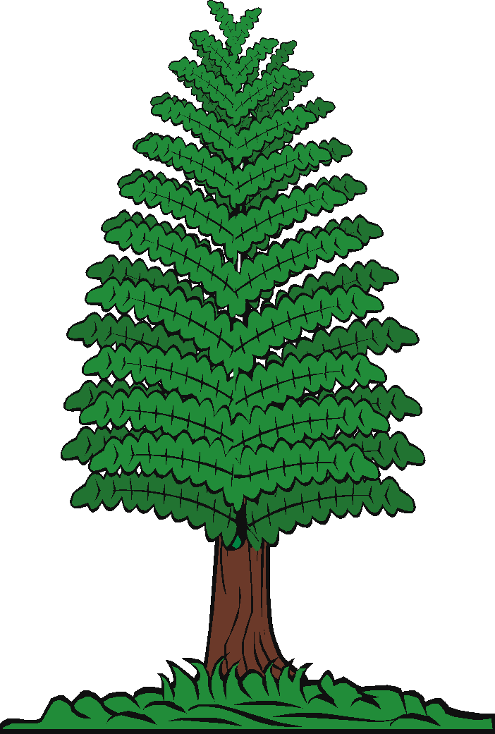 Cartoon Pine Tree Illustration PNG image with a transparent background, free high-resolution download