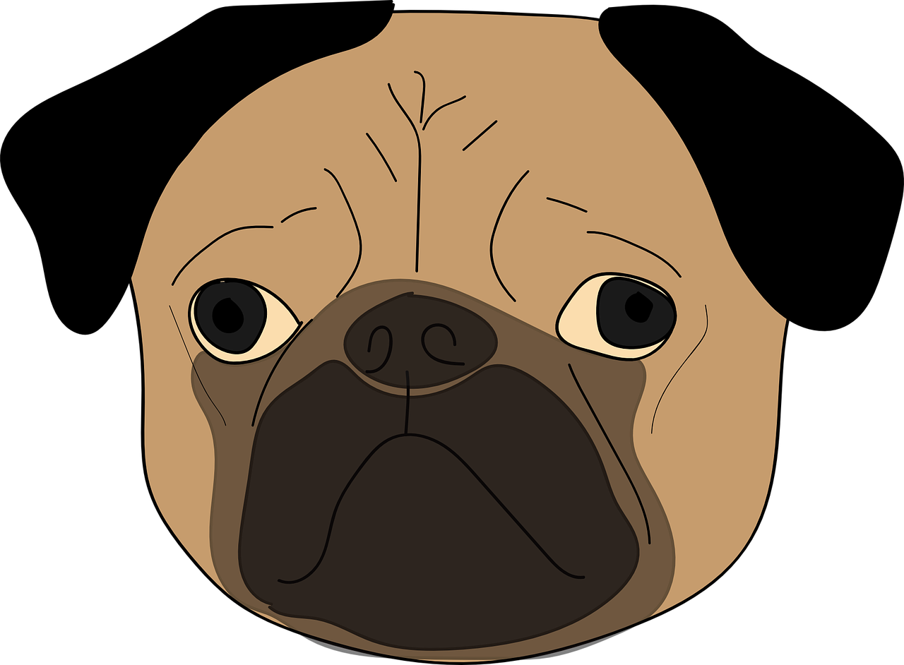 Young Pug Puppie - Pug, HD Png Download PNG with transparent background