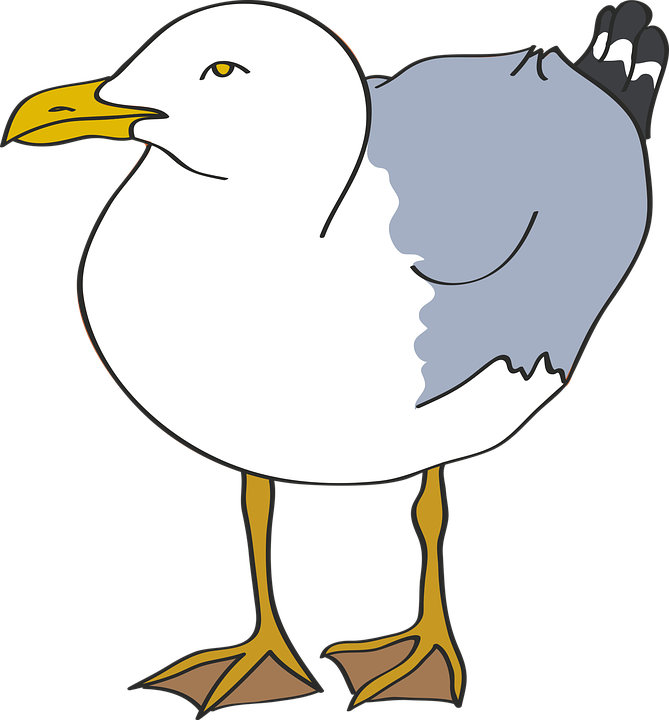 Seagull, Bird, Beach, Sea, Laridae, Coast, Vector - Clip Art Seagull, HD Png Download PNG with transparent background