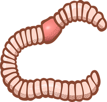 Cartoon Tapeworm Illustration