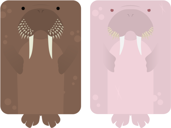 Cartoon Walrus Pair Illustration