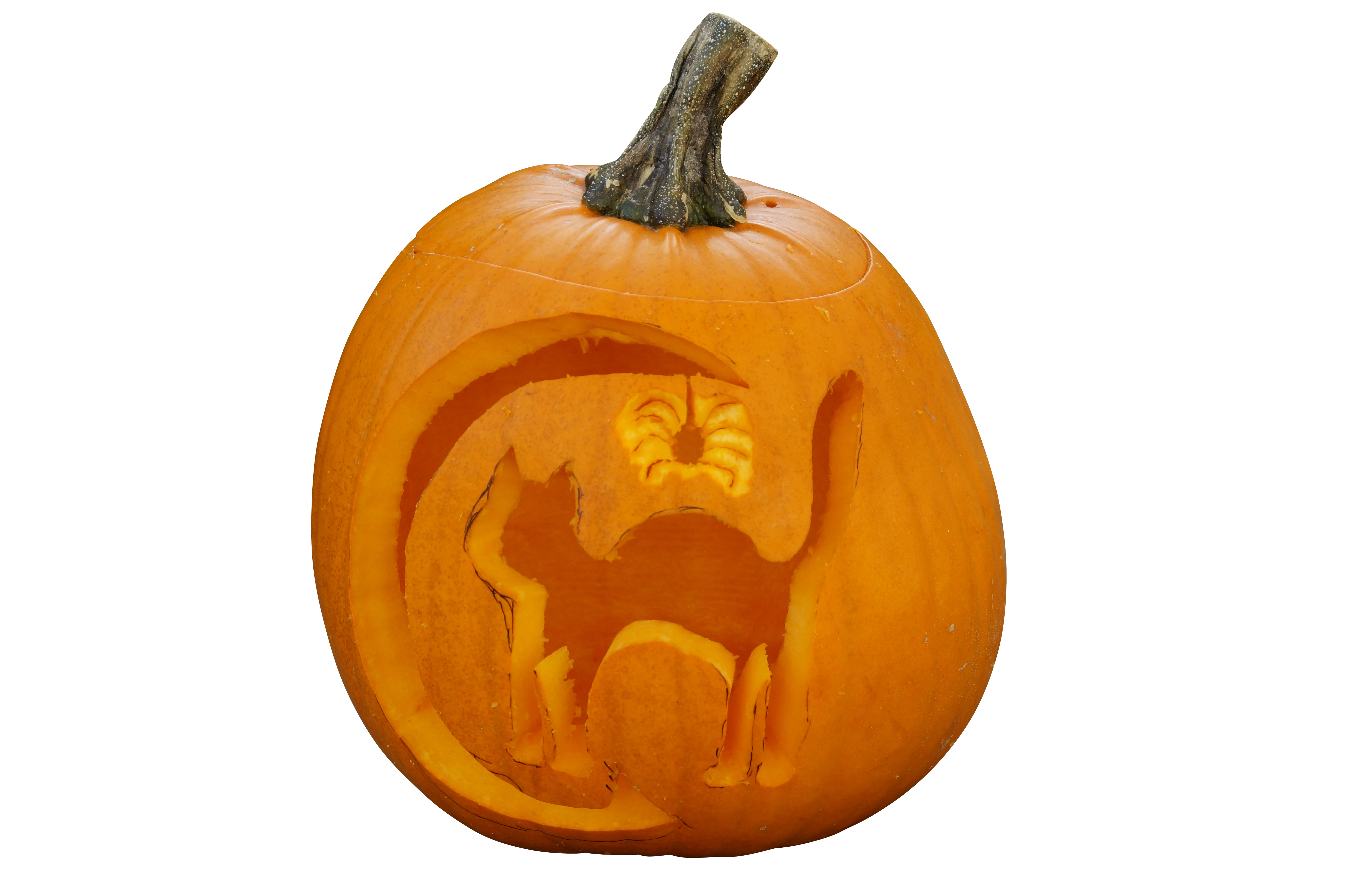 Carved Halloween Pumpkin Cat Design PNG with transparent background