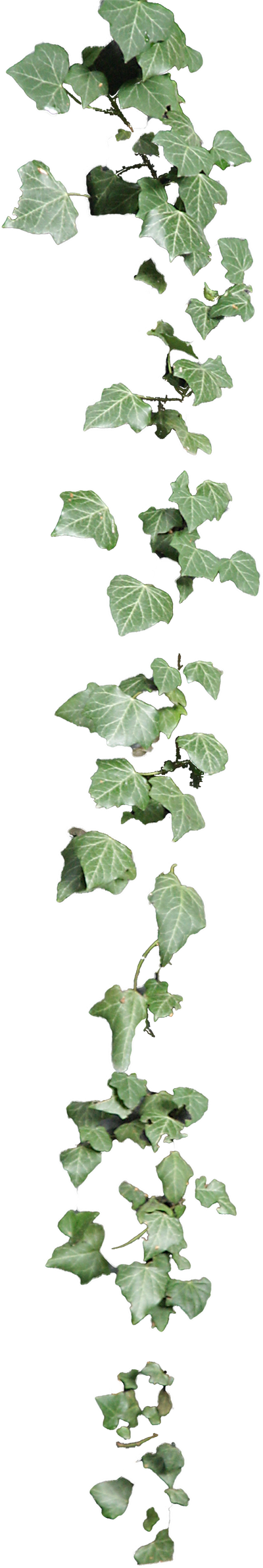 Hanging Plant Cut Out, HD Png Download PNG with transparent background