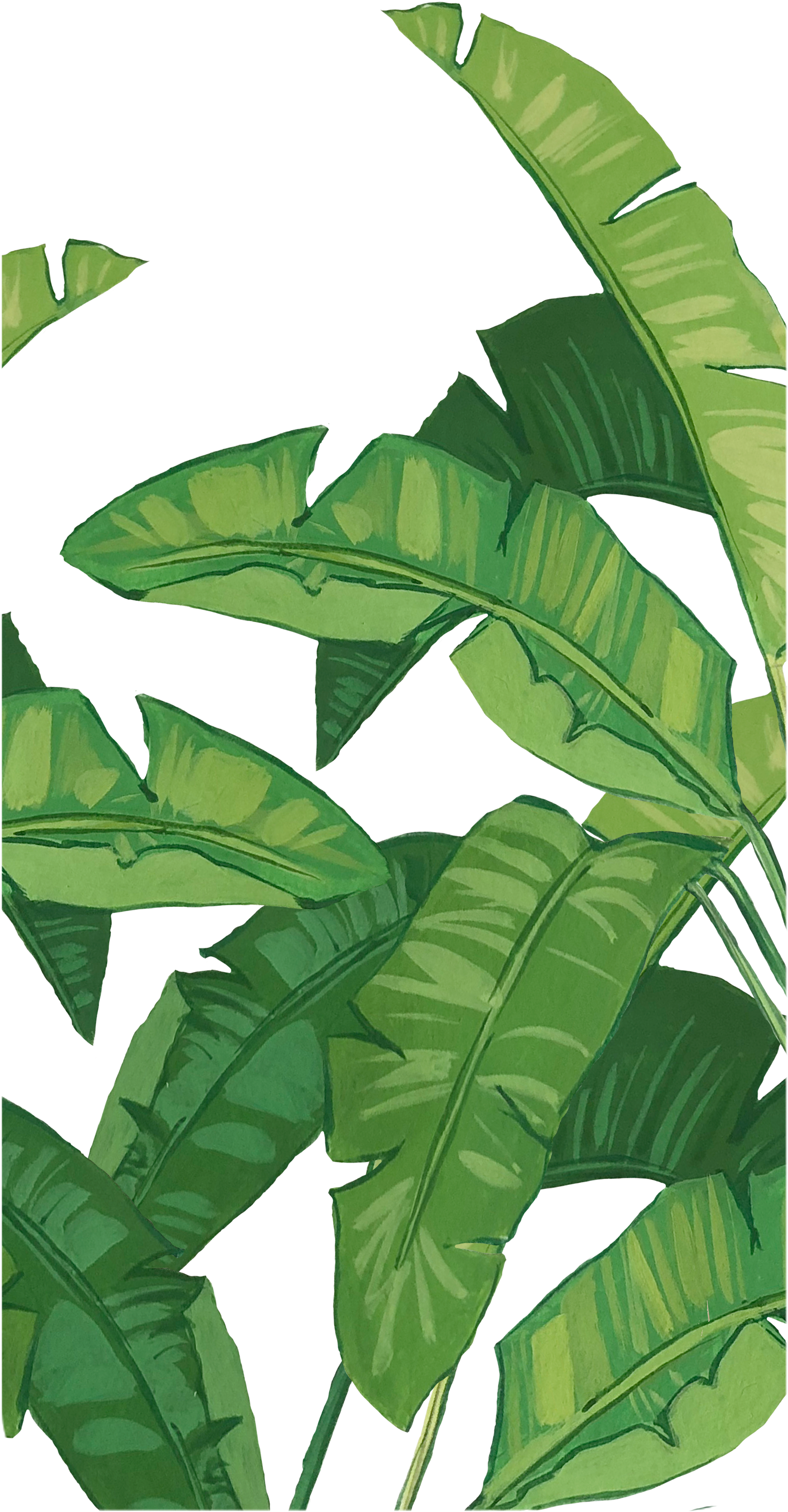 Casetify Banana Leaf, HD Png Download PNG with transparent background