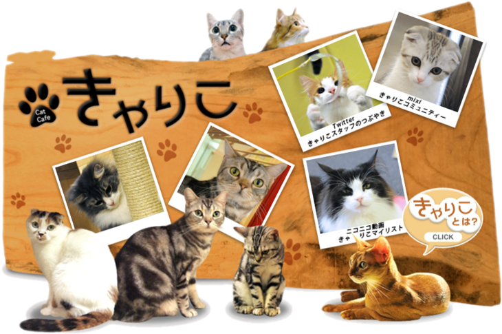 Cat Cafe Collage Japan