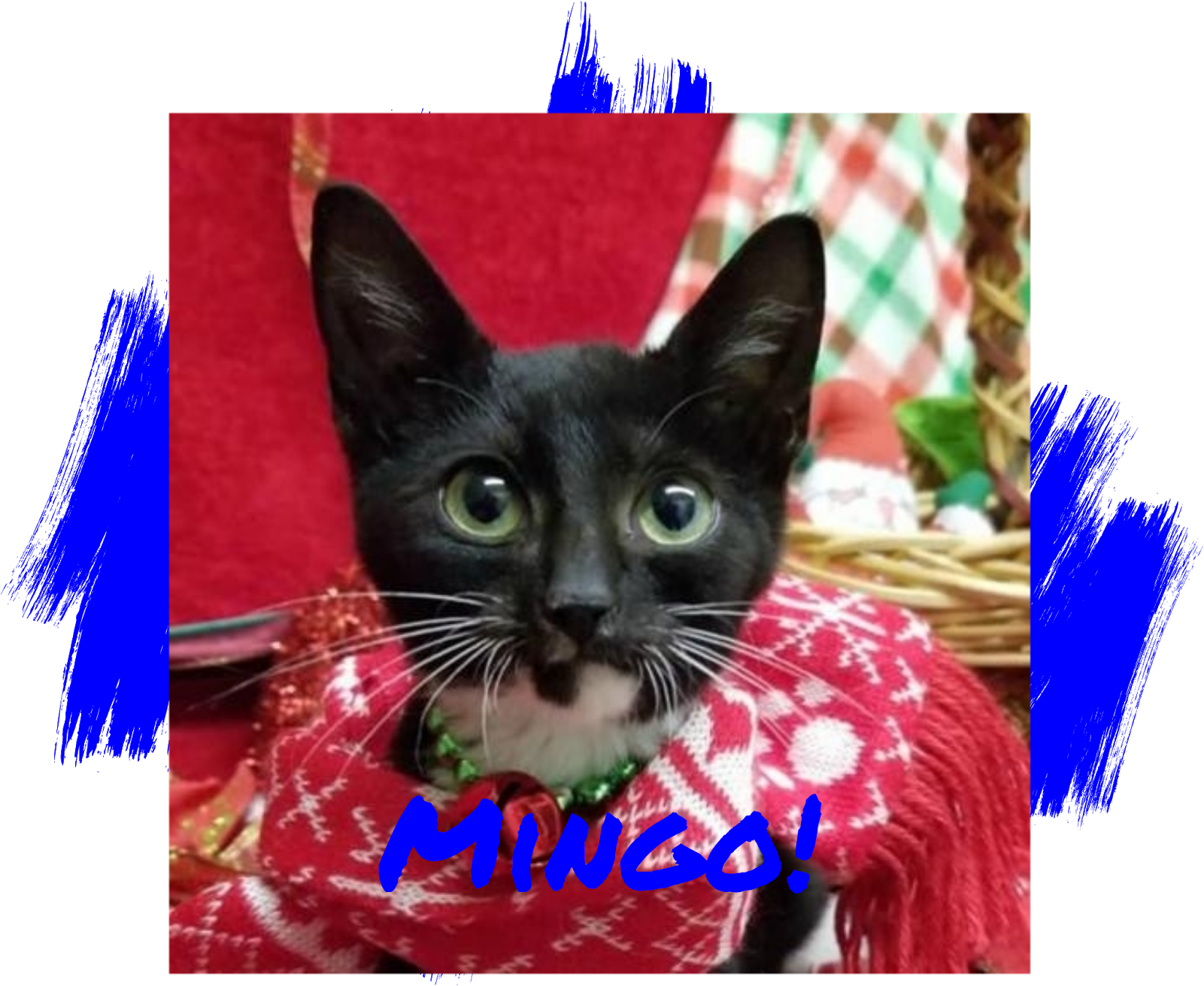 Cat - Domestic Short-haired Cat, HD Png Download PNG with transparent background