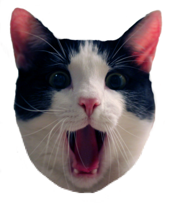 Cat Meme Png - - Friday Cat Quote, Transparent Png PNG with transparent background