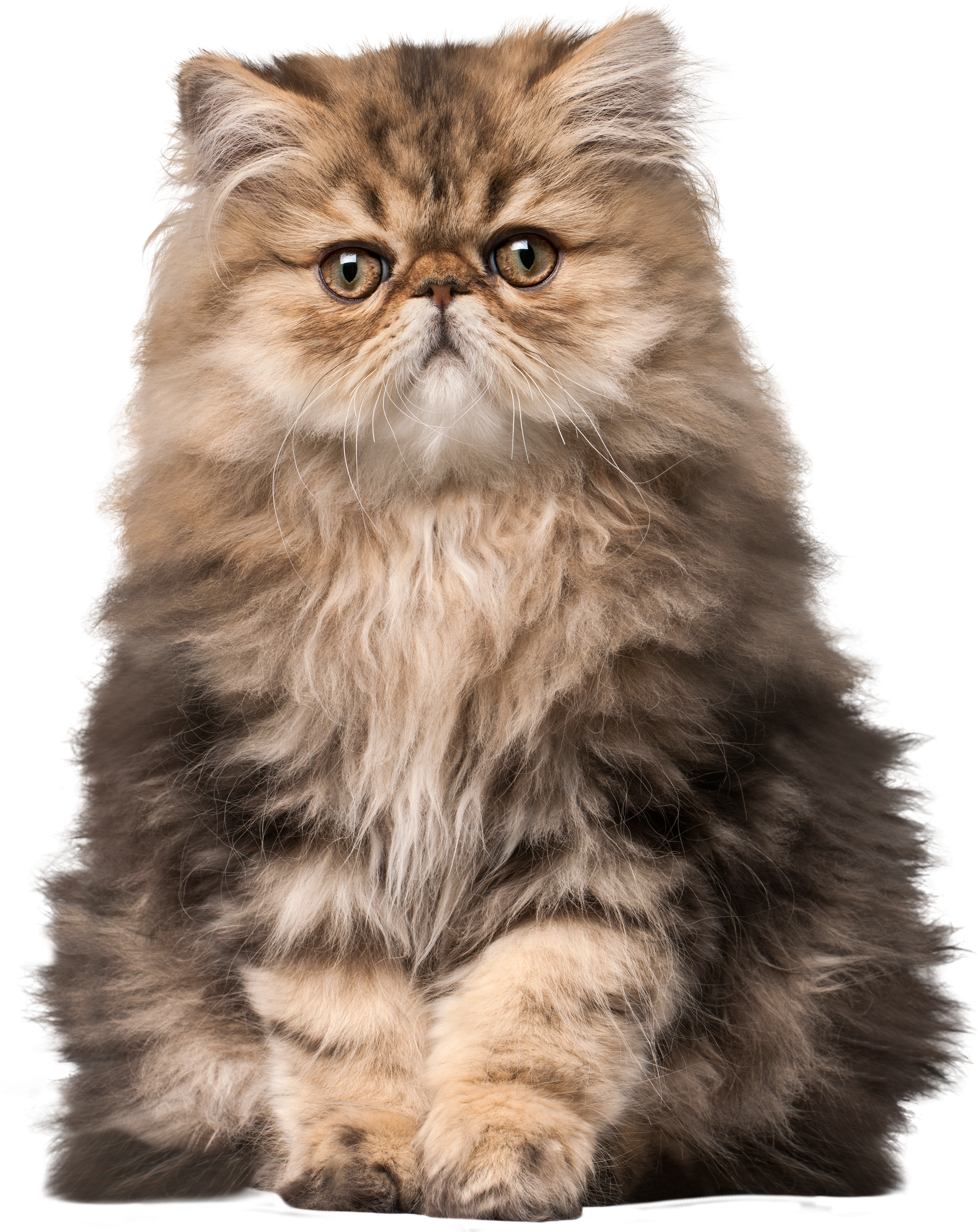 Cat Png Clip Art - Cat Memes For Kids, Transparent Png PNG with transparent background