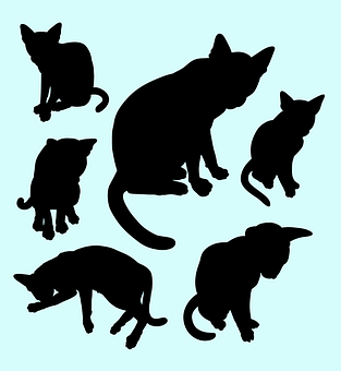 Cat Silhouettes Collection PNG with transparent background