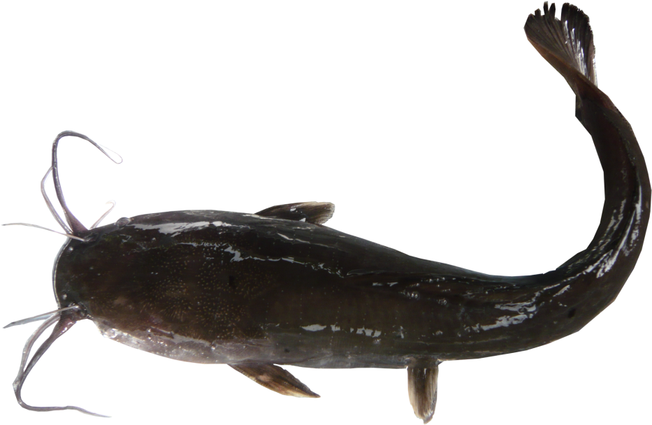 Catfish Side View Transparent Background