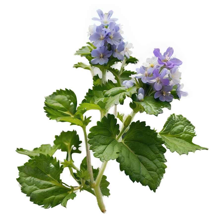 Catnip Flower Blooms Png Yah