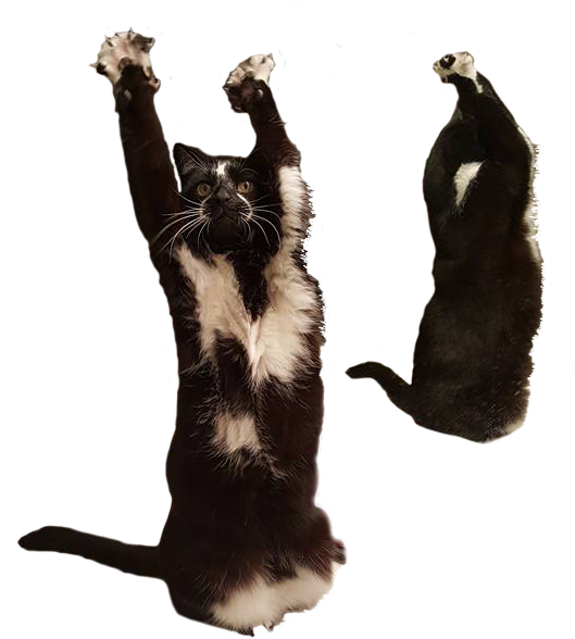 Cats Memes Transparent, HD Png Download PNG with transparent background
