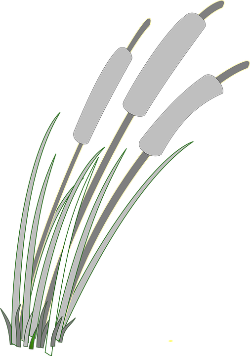 Reed, Grass, Weed, Gray, Grey, Wind - Reeds Clipart Png, Transparent Png PNG with transparent background