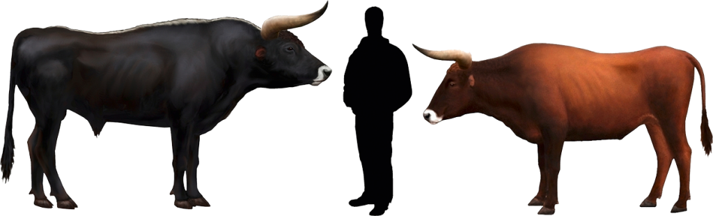 Cattle Comparisonwith Human Silhouette