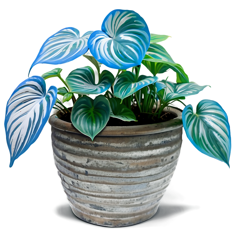 Cebu Blue Pothos Features Png 71