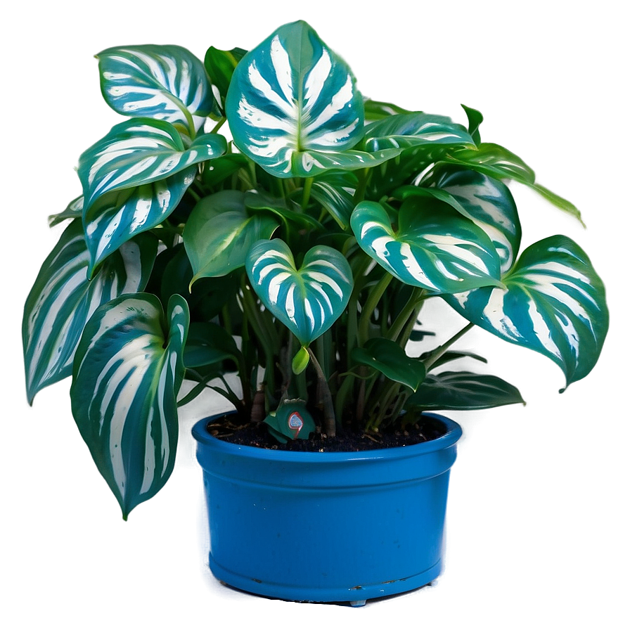 Cebu Blue Pothos Features Png Rwt