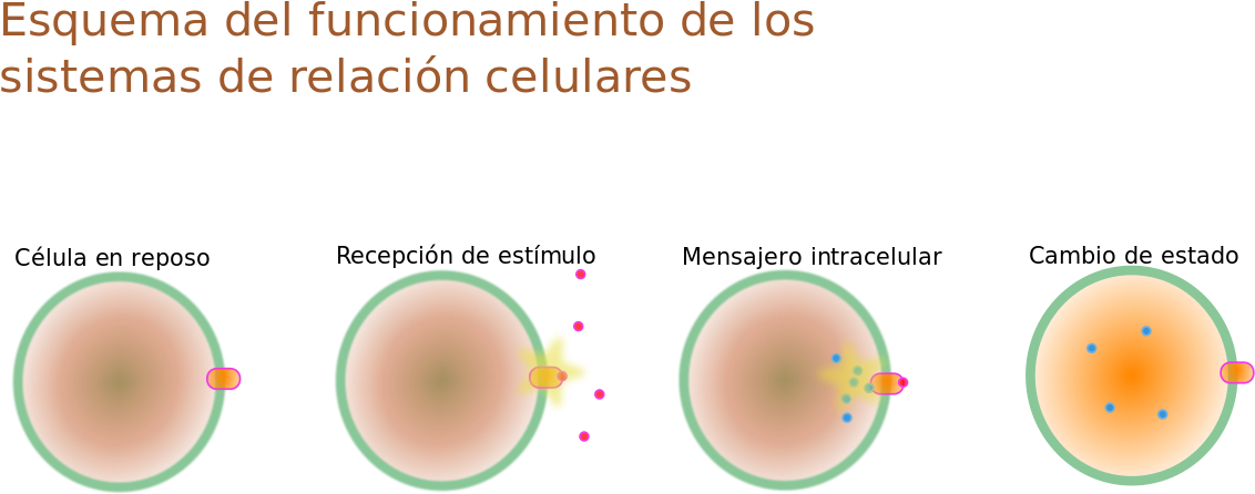 Cellular Signaling Process Diagram