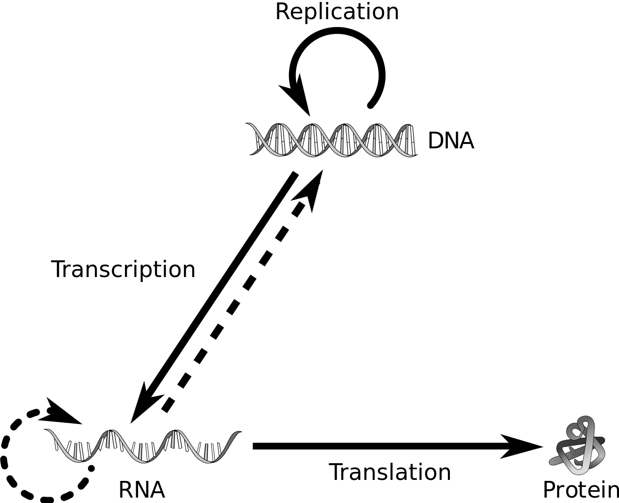 Central Dogma Of Molecular Biology Png, Transparent Png PNG with transparent background