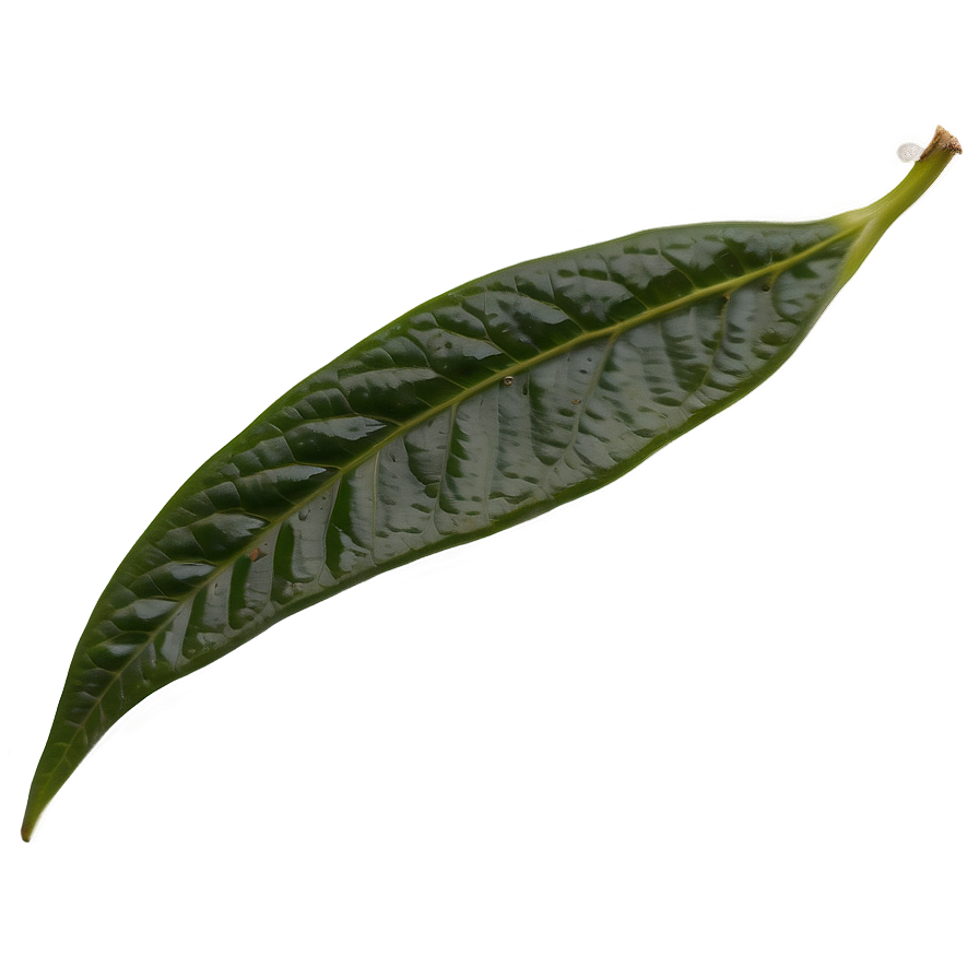 Ceylon Tea Leaf Png Sxr57