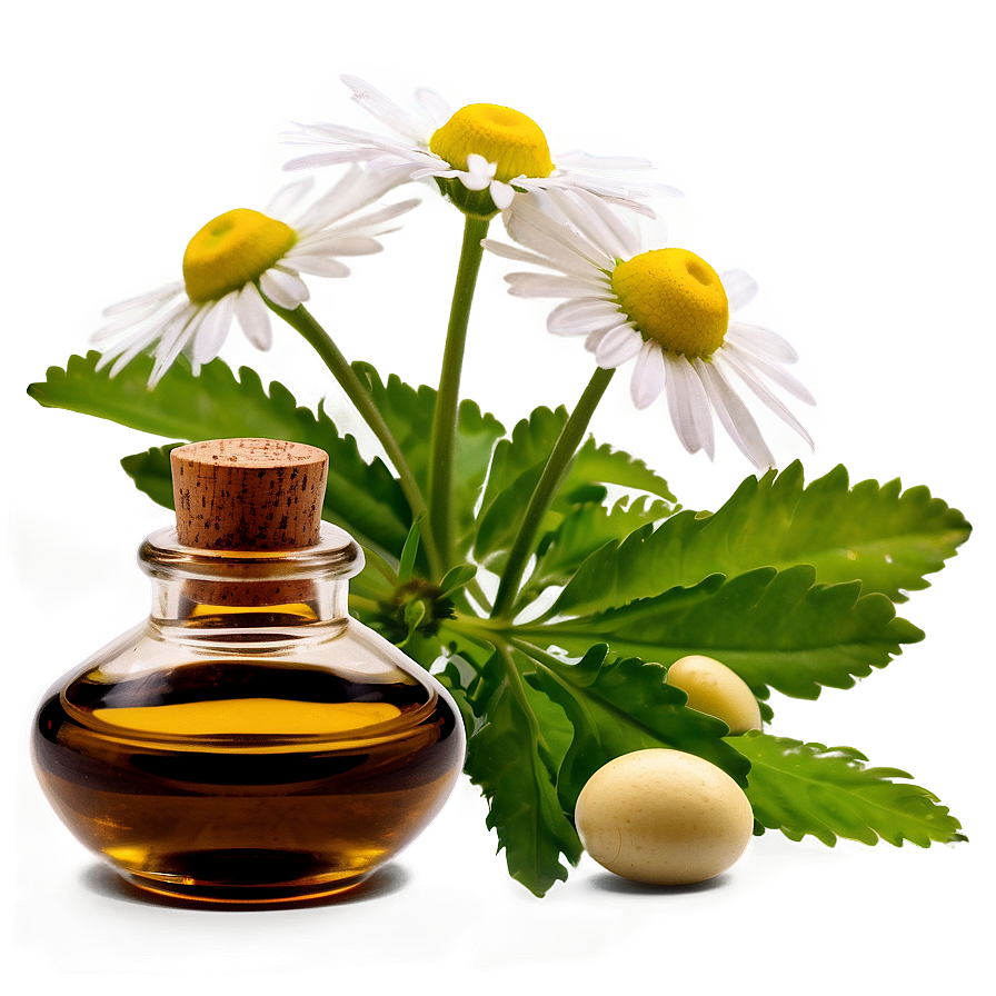 Chamomile Essential Oil Png Tiq39