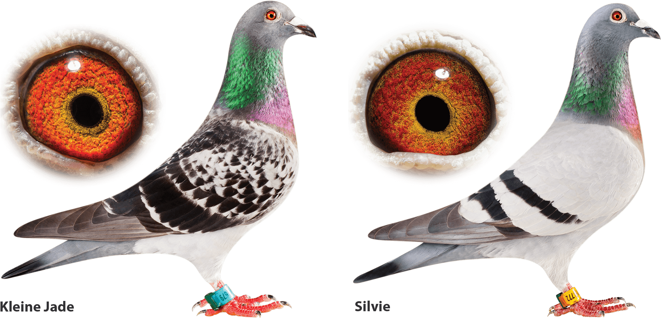 Champion Racing Pigeons With Eye Closeups