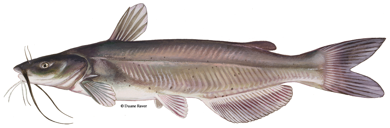 Channel Catfish Illustration