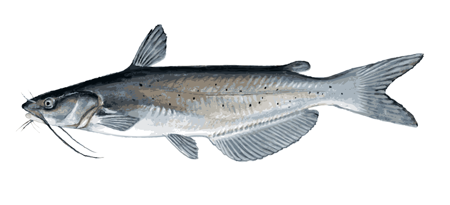 Channel Catfish Illustration