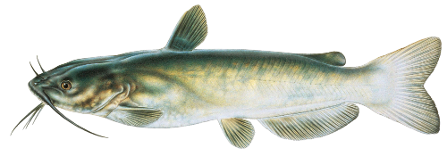 Channel Catfish Illustration