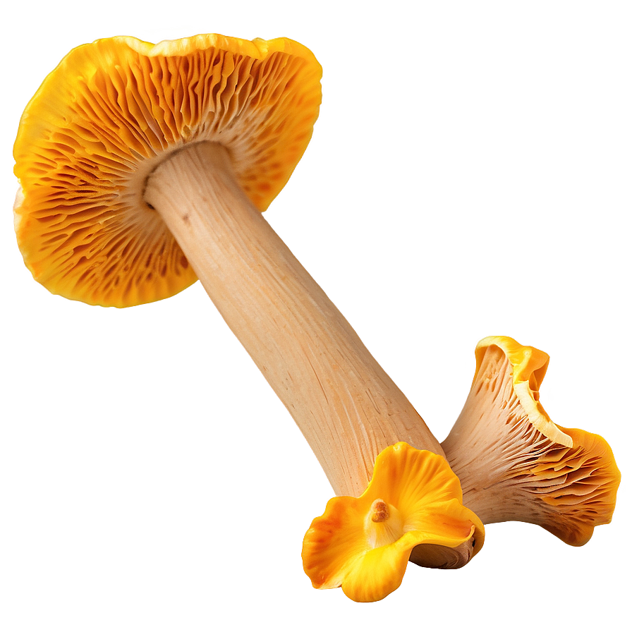 Chanterelle Mushrooms Png 6