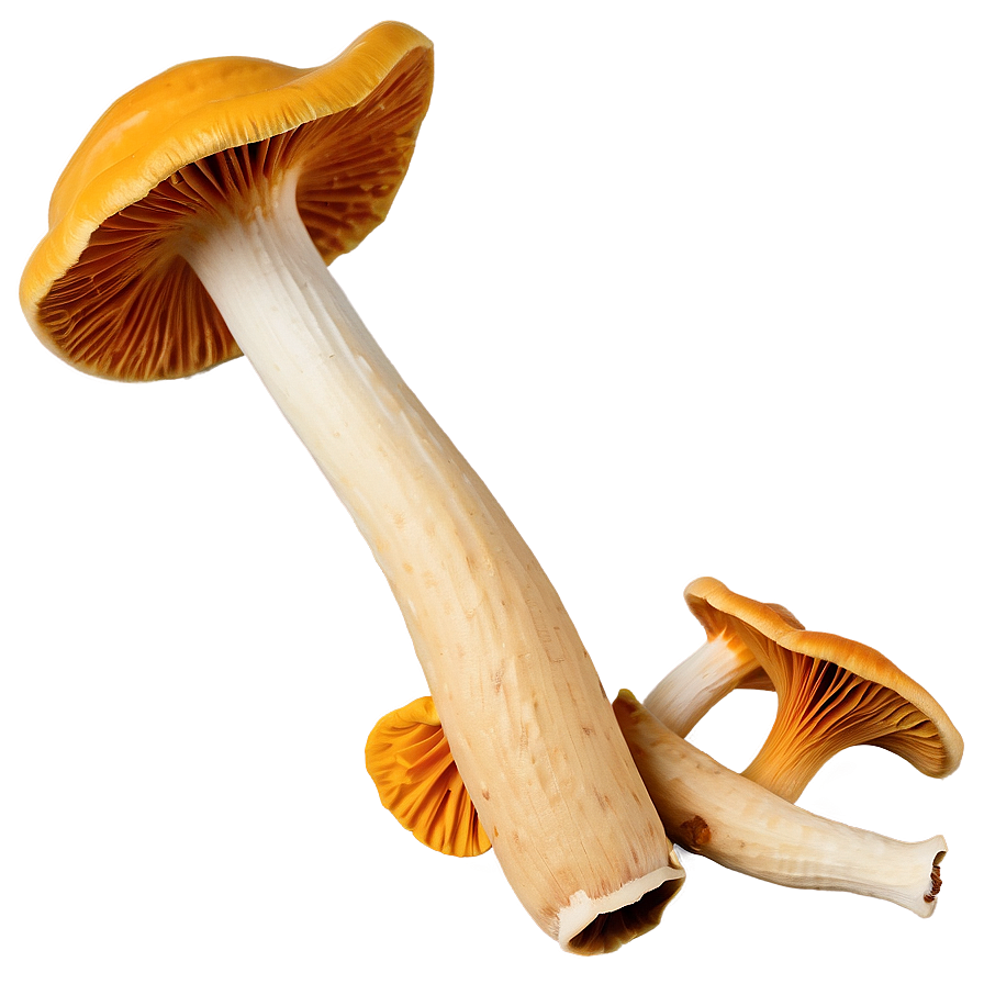 Chanterelle Mushrooms Png Cbh