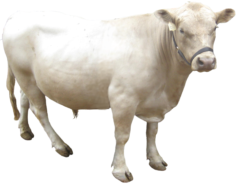 Transparent Dairy Cow Png - Gray Cow Png, Png Download PNG with transparent background