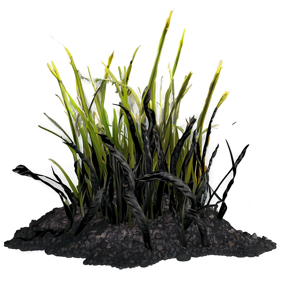 Charred Burnt Grass Png 23