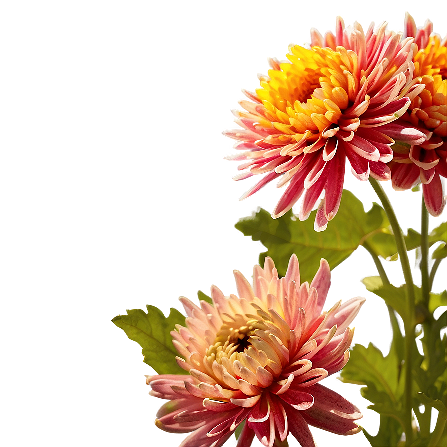 Cheerful Chrysanthemum Png 06252024