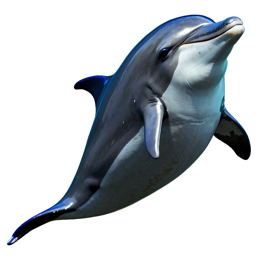 Cheerful Dolphin Png Jqy79