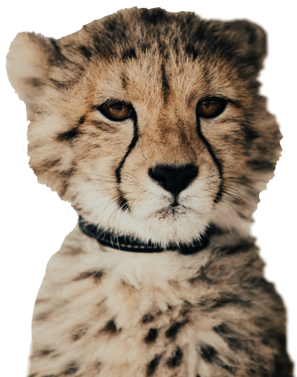 #cheetah - Baby Cheetah, HD Png Download PNG with transparent background