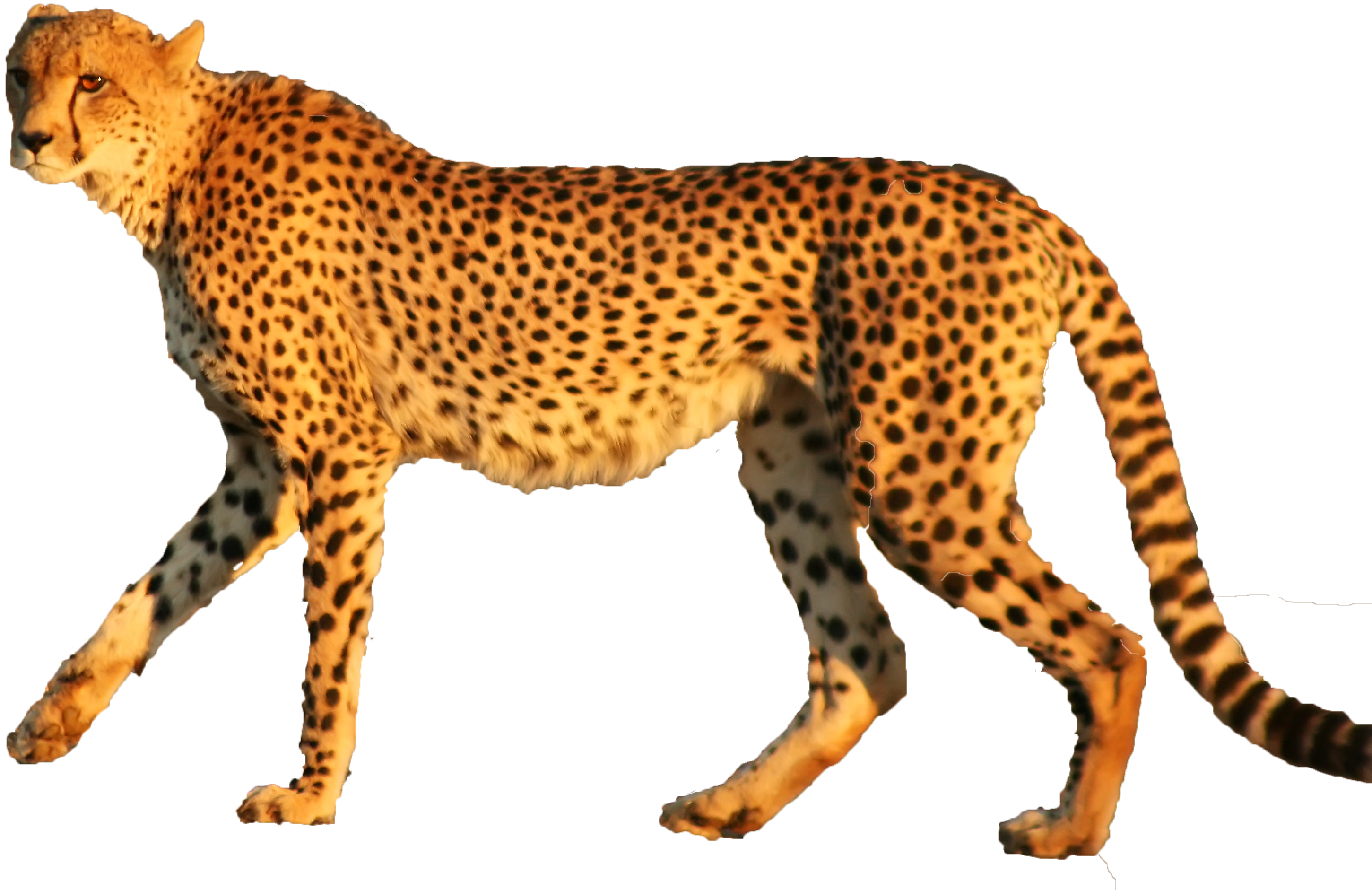 Cheetah Leopard Jaguar Animal Cat - Cheetah Png Transparent, Png Download PNG with transparent background